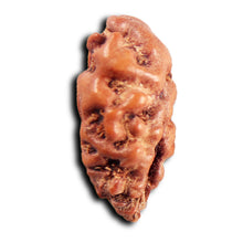 Load image into Gallery viewer, 1 Mukhi  Rudraksha from Indonesia - Bead No.167
