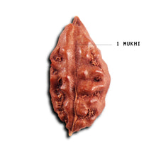 Load image into Gallery viewer, 1 Mukhi  Rudraksha from Indonesia - Bead No.169
