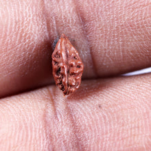 Load image into Gallery viewer, 1 Mukhi  Rudraksha from Indonesia - Bead No.169
