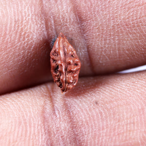 1 Mukhi  Rudraksha from Indonesia - Bead No.169