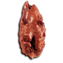 Load image into Gallery viewer, 1 Mukhi  Rudraksha from Indonesia - Bead No.169
