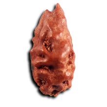 Load image into Gallery viewer, 1 Mukhi  Rudraksha from Indonesia - Bead No.169
