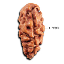 Load image into Gallery viewer, 1 Mukhi Ganesh Rudraksha from Indonesia - Bead No. 170
