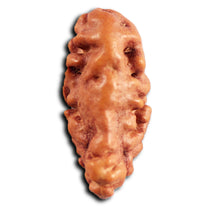 Load image into Gallery viewer, 1 Mukhi Ganesh Rudraksha from Indonesia - Bead No. 170
