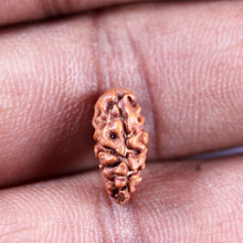 Load image into Gallery viewer, 1 Mukhi Ganesh Rudraksha from Indonesia - Bead No. 170
