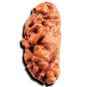 1 Mukhi Ganesh Rudraksha from Indonesia - Bead No. 170