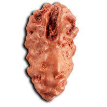 Load image into Gallery viewer, 1 Mukhi  Rudraksha from Indonesia - Bead No.171
