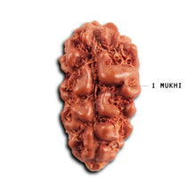 Load image into Gallery viewer, 1 Mukhi  Rudraksha from Indonesia - Bead No.171
