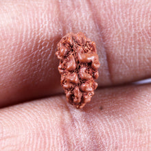 Load image into Gallery viewer, 1 Mukhi  Rudraksha from Indonesia - Bead No.171
