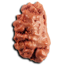 Load image into Gallery viewer, 1 Mukhi  Rudraksha from Indonesia - Bead No.171
