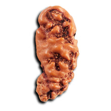 Load image into Gallery viewer, 1 Mukhi  Rudraksha from Indonesia - Bead No.172
