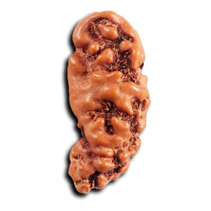 1 Mukhi  Rudraksha from Indonesia - Bead No.172