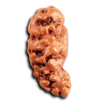 Load image into Gallery viewer, 1 Mukhi  Rudraksha from Indonesia - Bead No.172
