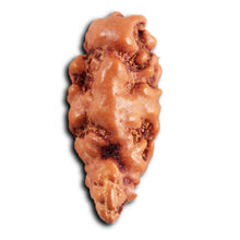 Load image into Gallery viewer, 1 Mukhi  Rudraksha from Indonesia - Bead No.172
