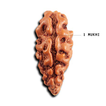 Load image into Gallery viewer, 1 Mukhi  Rudraksha from Indonesia - Bead No.172
