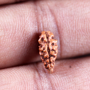 1 Mukhi  Rudraksha from Indonesia - Bead No.172