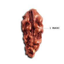 Load image into Gallery viewer, 1 Mukhi  Rudraksha from Indonesia - Bead No.173
