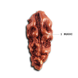 1 Mukhi  Rudraksha from Indonesia - Bead No.173