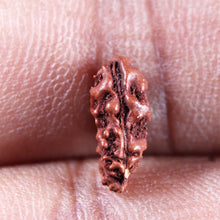 Load image into Gallery viewer, 1 Mukhi  Rudraksha from Indonesia - Bead No.173
