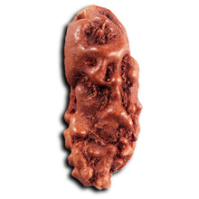 Load image into Gallery viewer, 1 Mukhi  Rudraksha from Indonesia - Bead No.173
