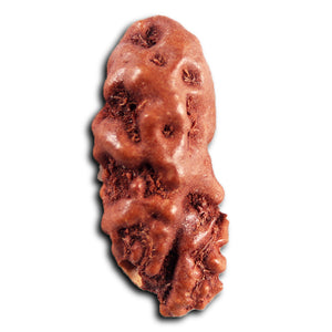 1 Mukhi  Rudraksha from Indonesia - Bead No.173