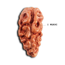 Load image into Gallery viewer, 1 Mukhi  Rudraksha from Indonesia - Bead No.174
