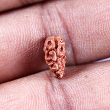 Load image into Gallery viewer, 1 Mukhi  Rudraksha from Indonesia - Bead No.174
