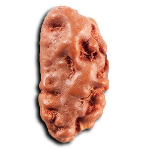 1 Mukhi  Rudraksha from Indonesia - Bead No.174