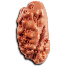 Load image into Gallery viewer, 1 Mukhi  Rudraksha from Indonesia - Bead No.174
