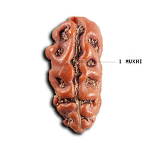 Load image into Gallery viewer, 1 Mukhi  Rudraksha from Indonesia - Bead No.175
