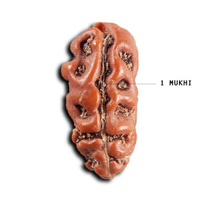 1 Mukhi  Rudraksha from Indonesia - Bead No.175