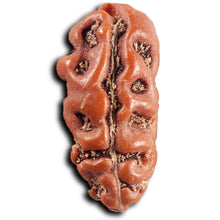 Load image into Gallery viewer, 1 Mukhi  Rudraksha from Indonesia - Bead No.175
