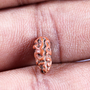 1 Mukhi  Rudraksha from Indonesia - Bead No.175