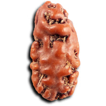 Load image into Gallery viewer, 1 Mukhi  Rudraksha from Indonesia - Bead No.175
