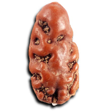 Load image into Gallery viewer, 1 Mukhi  Rudraksha from Indonesia - Bead No.175
