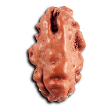 Load image into Gallery viewer, 1 Mukhi  Rudraksha from Indonesia - Bead No.176
