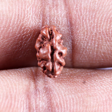 Load image into Gallery viewer, 1 Mukhi  Rudraksha from Indonesia - Bead No.176
