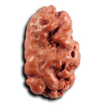 Load image into Gallery viewer, 1 Mukhi  Rudraksha from Indonesia - Bead No.176
