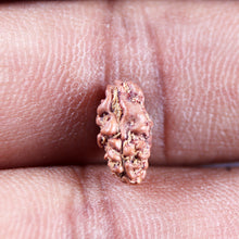 Load image into Gallery viewer, 1 Mukhi  Rudraksha from Indonesia - Bead No.177
