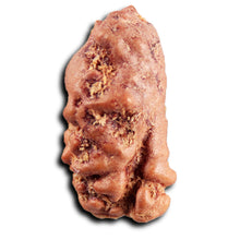 Load image into Gallery viewer, 1 Mukhi  Rudraksha from Indonesia - Bead No.177
