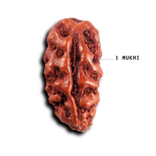 Load image into Gallery viewer, 1 Mukhi  Rudraksha from Indonesia - Bead No.178
