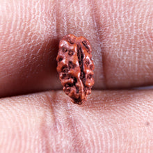 Load image into Gallery viewer, 1 Mukhi  Rudraksha from Indonesia - Bead No.178
