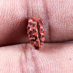 1 Mukhi  Rudraksha from Indonesia - Bead No.178