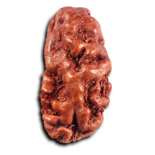 Load image into Gallery viewer, 1 Mukhi  Rudraksha from Indonesia - Bead No.178
