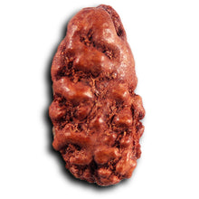 Load image into Gallery viewer, 1 Mukhi  Rudraksha from Indonesia - Bead No.178
