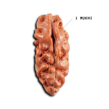 Load image into Gallery viewer, 1 Mukhi Ganesh Rudraksha from Indonesia - Bead No. 146
