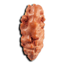 Load image into Gallery viewer, 1 Mukhi Ganesh Rudraksha from Indonesia - Bead No. 146
