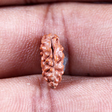 Load image into Gallery viewer, 1 Mukhi Ganesh Rudraksha from Indonesia - Bead No. 146
