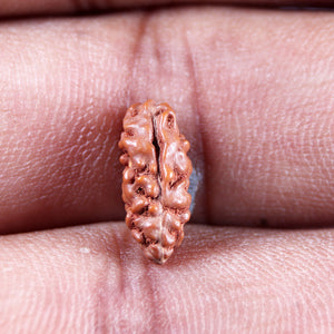 1 Mukhi Ganesh Rudraksha from Indonesia - Bead No. 146