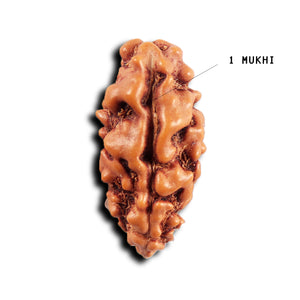 1 Mukhi Ganesh Rudraksha from Indonesia - Bead No. 147